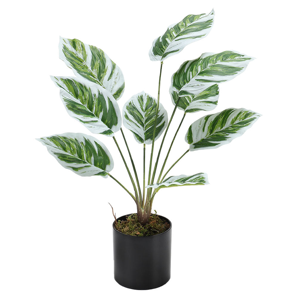 Potted Fake Plants Artificial Calathea White Fusion for Home Decoration